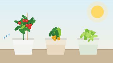 Best Vegetables for Self-Watering Containers (and 5 to Skip)
