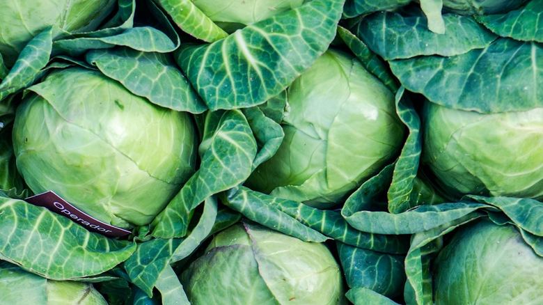 Cabbage Worms on Broccoli: Organic Control That Works in 48 Hours
