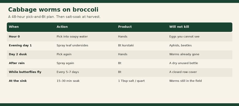 Cabbage Worms on Broccoli: Organic Control That Works in 48 Hours