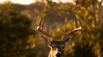Deer Resistant Vegetable Garden: What They Still Eat (Honest List)