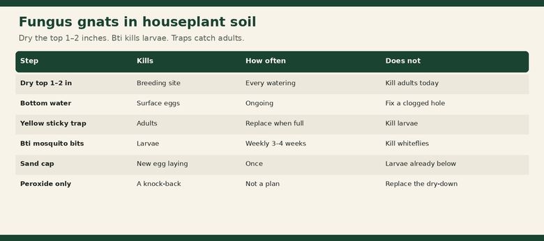 Fungus Gnats in Houseplant Soil: How to Kill Them for Good