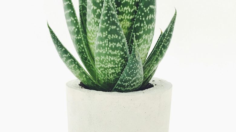 Fungus Gnats in Houseplant Soil: How to Kill Them for Good