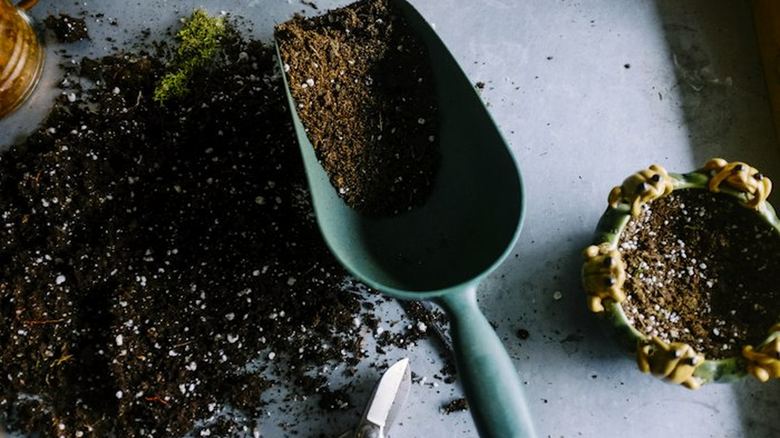 Fungus Gnats in Houseplant Soil: How to Kill Them for Good