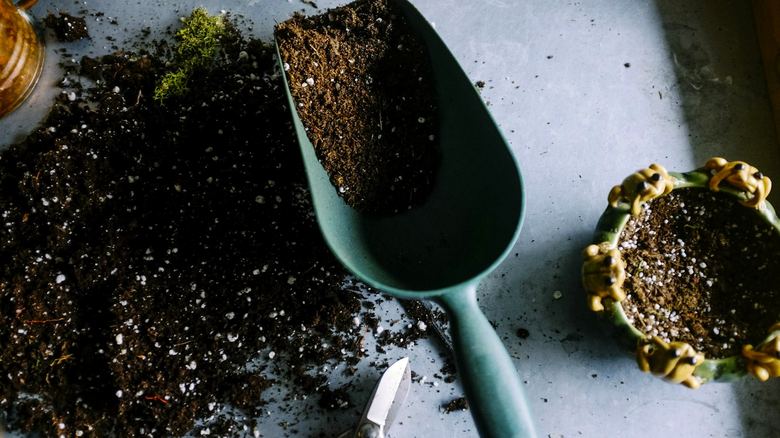 Best Vegetables to Grow in 5 Gallon Buckets