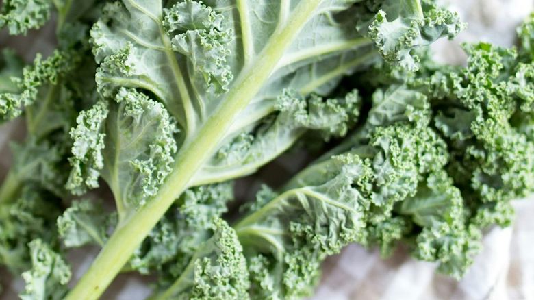 Holes in Kale Leaves: What’s Eating Them and How to Stop It