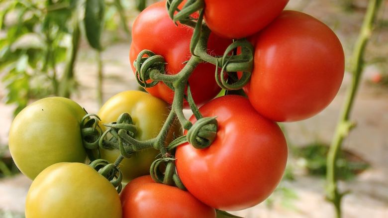 What Are the Little Black Bugs on My Tomato Plants?