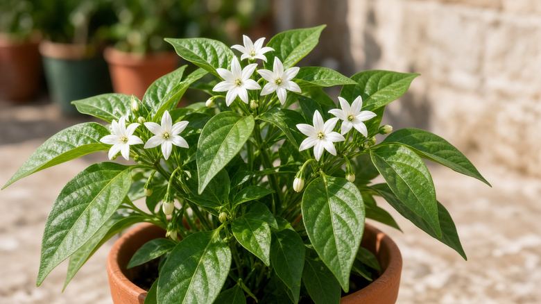 Why Are My Pepper Plants Flowering But Not Fruiting