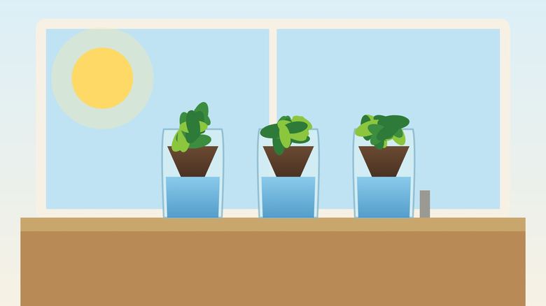 Plastic Bottle Self-Watering Planter for Herbs (2-Liter DIY)