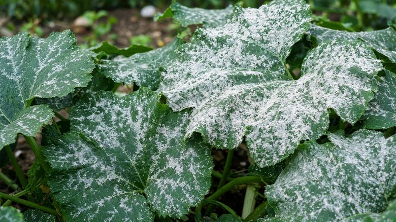 White Powder on Squash Leaves: Powdery Mildew Treatment That Works