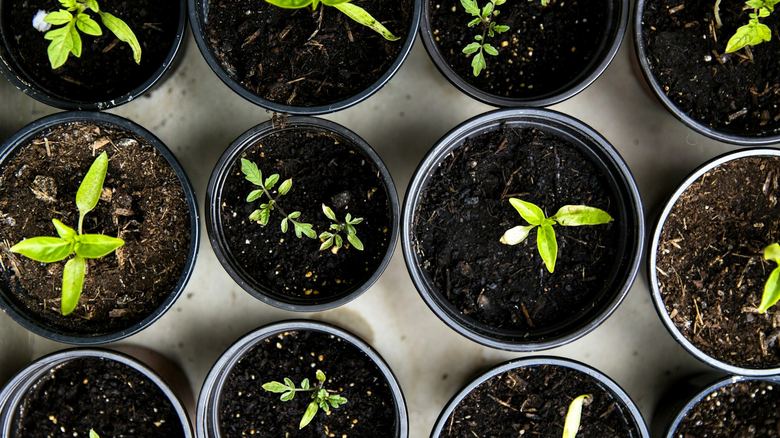 How to Grow Lettuce in a Window Box Year Round