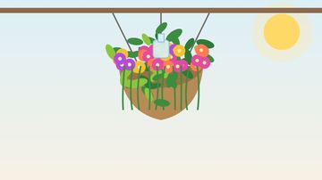 Self-Watering Hanging Baskets: DIY Build and Best Plants